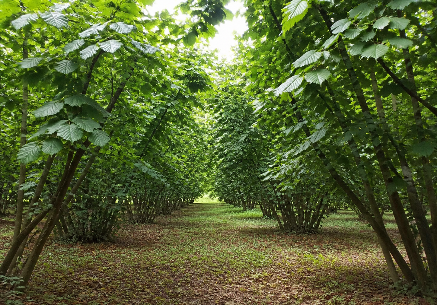 Türkiye’de Yetiştirilen Fındık Nedir